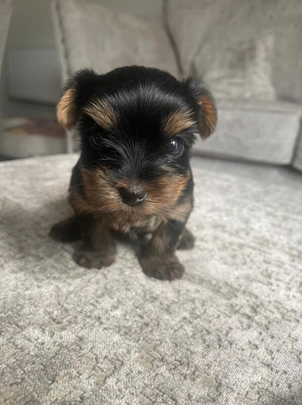 4 Beatuiful full pedigree yorkshire terriors for sale in Fleet, Hampshire | Image 3