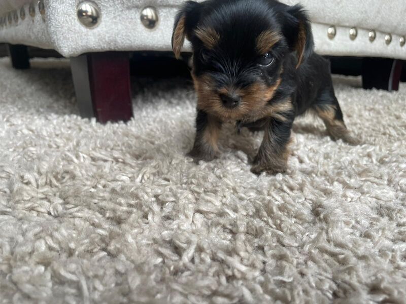 Yorkshire Terrier puppies for sale in Fleet, Hampshire – KC registered, 1 year old - Image 4 of 10