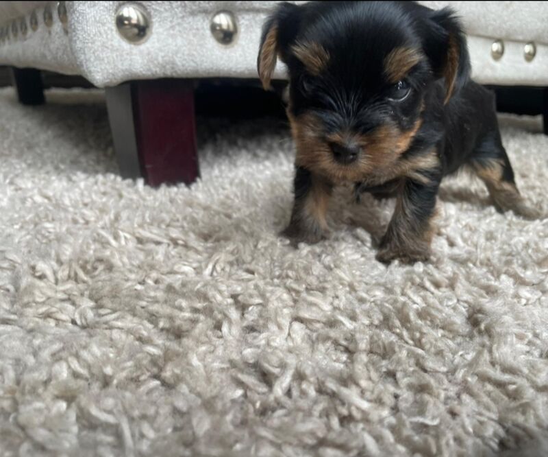 Yorkshire Terrier puppies for sale in Fleet, Hampshire – KC registered, 1 year old - Image 5 of 10