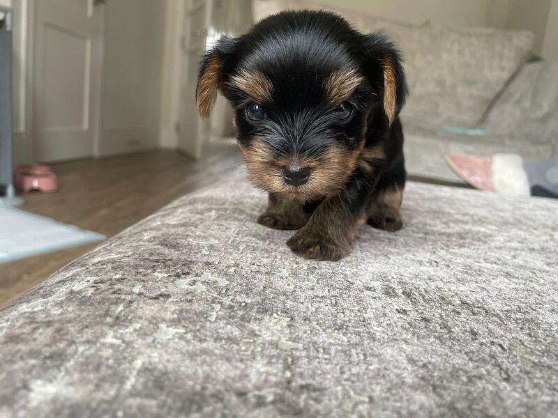 Yorkshire Terrier puppies for sale in Fleet, Hampshire – KC registered, 1 year old - Image 6 of 10