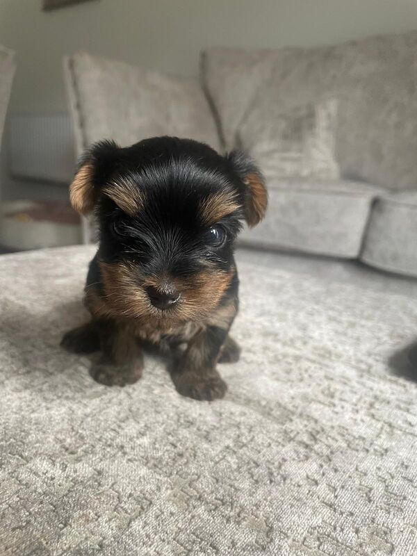 Yorkshire Terrier puppies for sale in Fleet, Hampshire – KC registered, 1 year old - Image 7 of 10