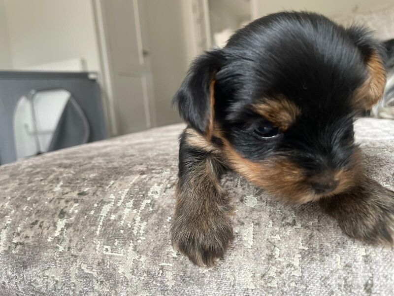 Yorkshire Terrier puppies for sale in Fleet, Hampshire – KC registered, 1 year old - Image 8 of 10