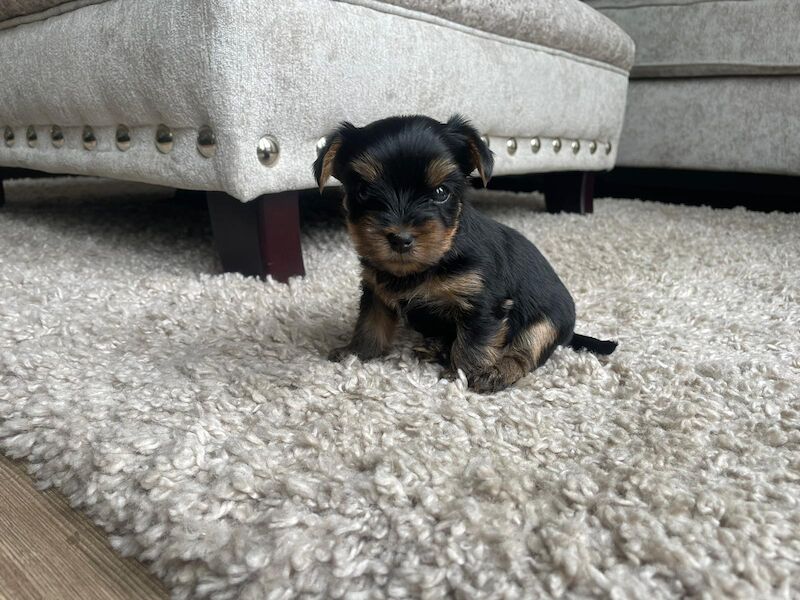 Yorkshire Terrier puppies for sale in Fleet, Hampshire – KC registered, 1 year old - Image 9 of 10