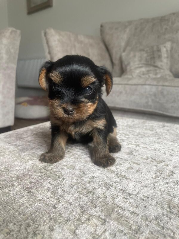 Yorkshire Terrier puppies for sale in Fleet, Hampshire – KC registered, 1 year old - Image 10 of 10
