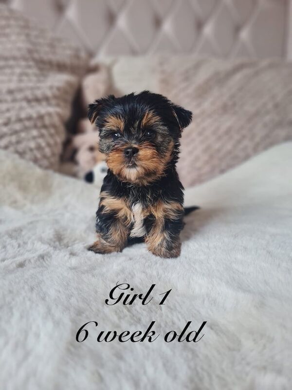4 beautiful girls for sale in Leigh, Greater Manchester