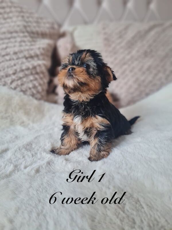 4 beautiful girls for sale in Leigh, Greater Manchester | Image 2