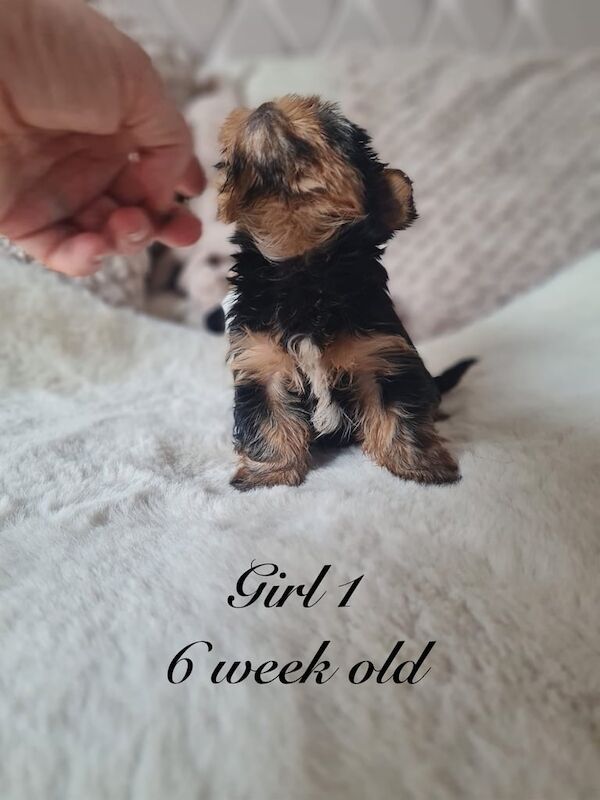 4 beautiful girls for sale in Leigh, Greater Manchester | Image 3