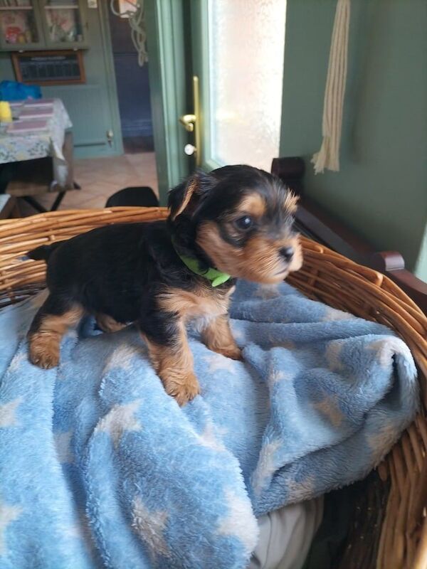 Yorkshire Terrier puppies for sale in Bootle, Merseyside – 7 weeks old