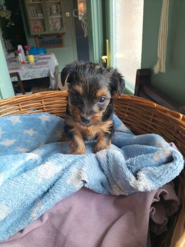 Yorkshire Terrier puppies for sale in Bootle, Merseyside – 8 weeks old - Image 2 of 3