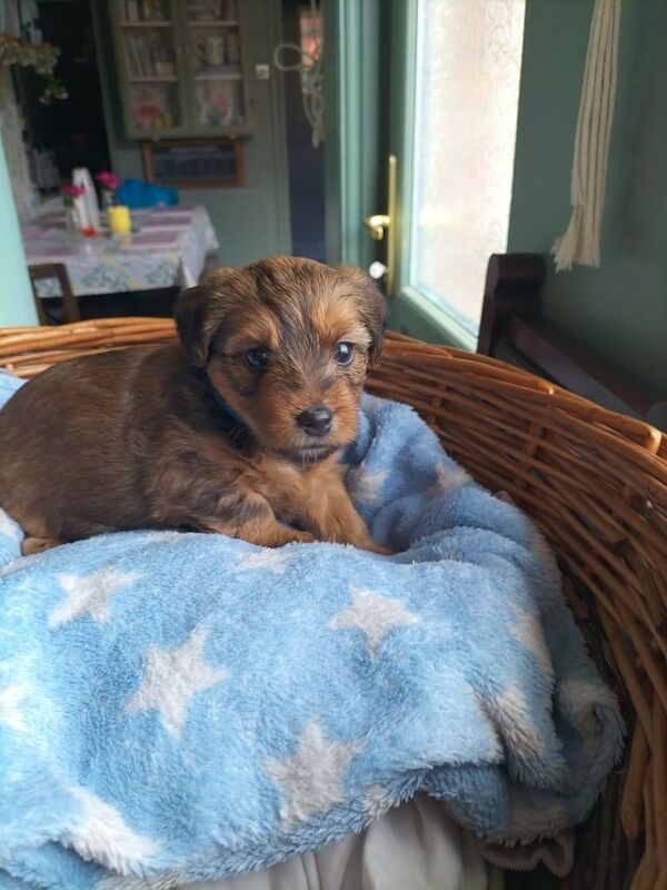 Yorkshire Terrier puppies for sale in Bootle, Merseyside – 8 weeks old - Image 3 of 3