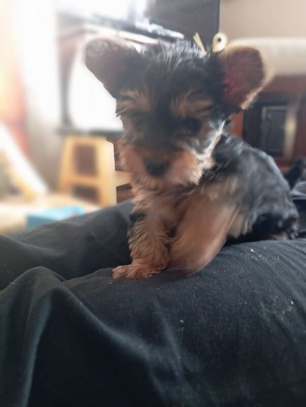 4 Beautiful Yorkies terrier for sale ready now - Image 2 of 3