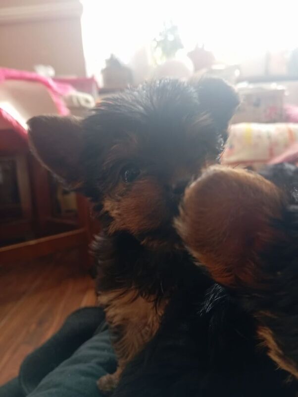 4 Beautiful Yorkies terrier for sale ready now - Image 3 of 3