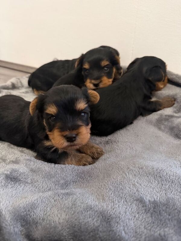 4 beautiful Yorkshire terrier puppy’s