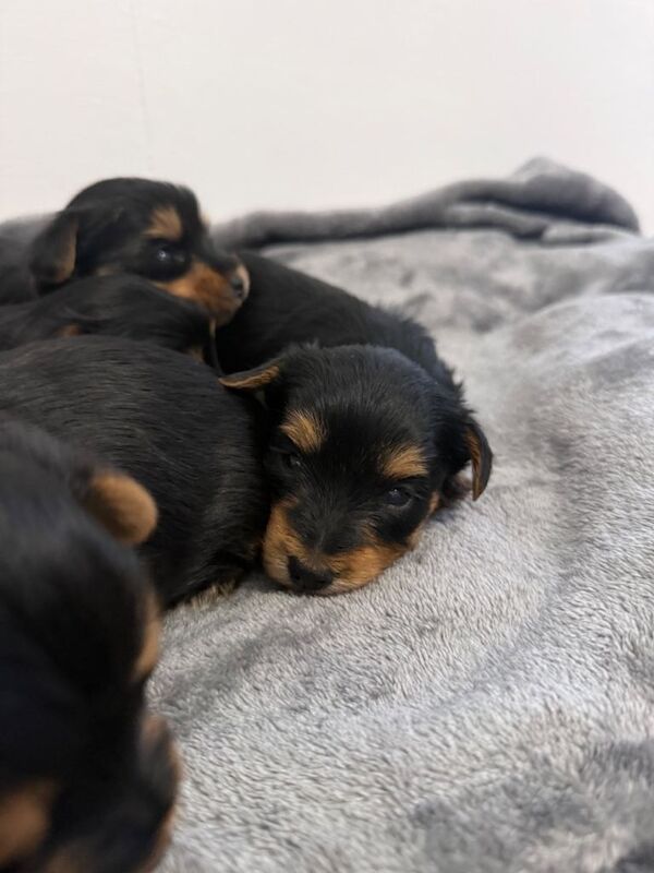 4 beautiful Yorkshire terrier puppy’s - Image 2 of 5