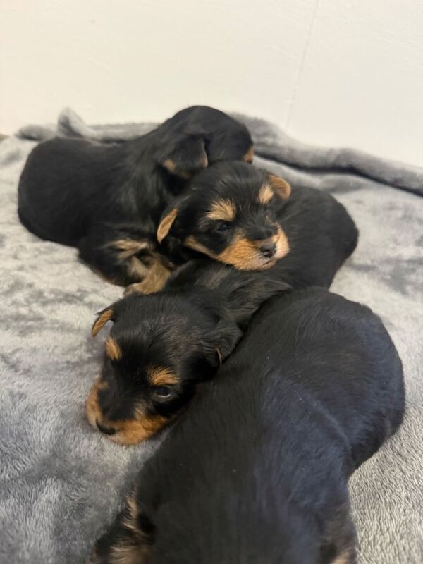 4 beautiful Yorkshire terrier puppy’s - Image 3 of 5