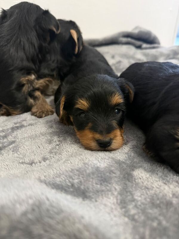 4 beautiful Yorkshire terrier puppy’s - Image 4 of 5