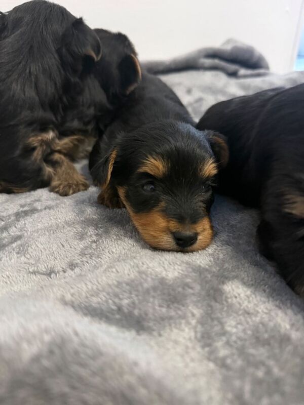 4 beautiful Yorkshire terrier puppy’s - Image 5 of 5
