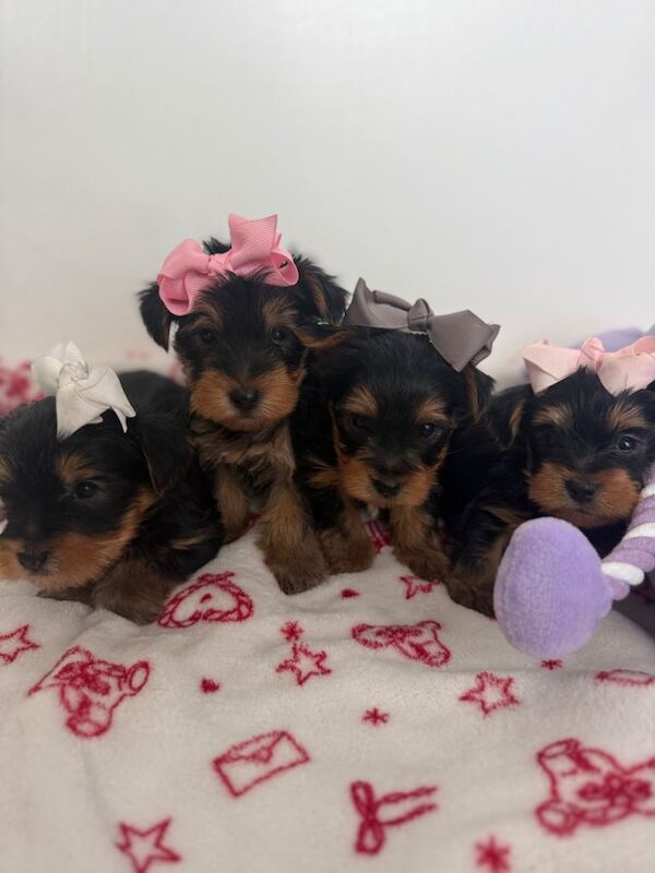 4 beautiful Yorkshire terrier puppy’s