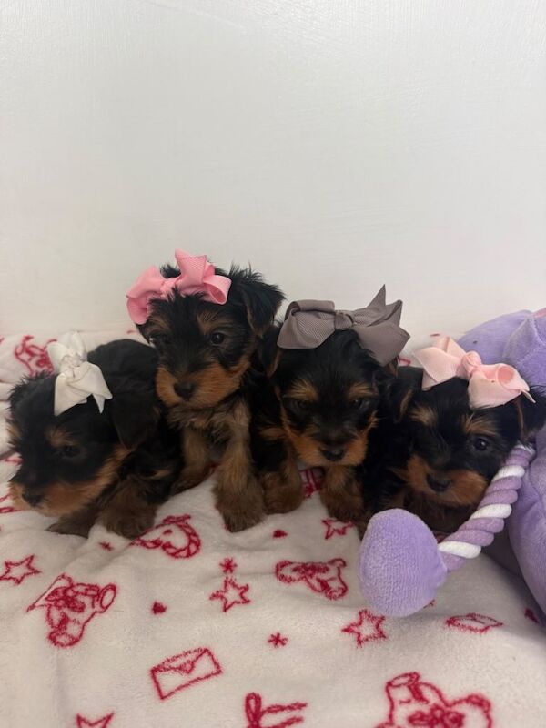 4 beautiful Yorkshire terrier puppy’s - Image 2 of 5