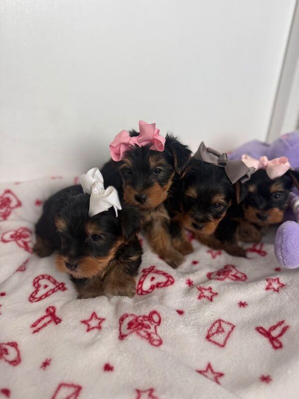 4 beautiful Yorkshire terrier puppy’s - Image 3 of 5