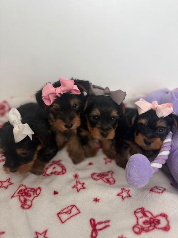 4 beautiful Yorkshire terrier puppy’s - Image 4 of 5