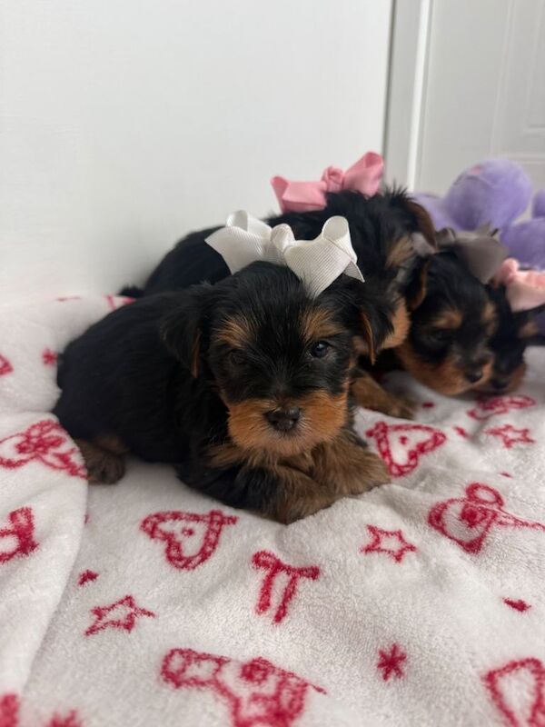 4 beautiful Yorkshire terrier puppy’s - Image 5 of 5