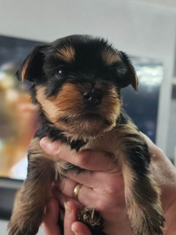 4 male Yorkshire terrier puppies for sale - Image 2 of 6