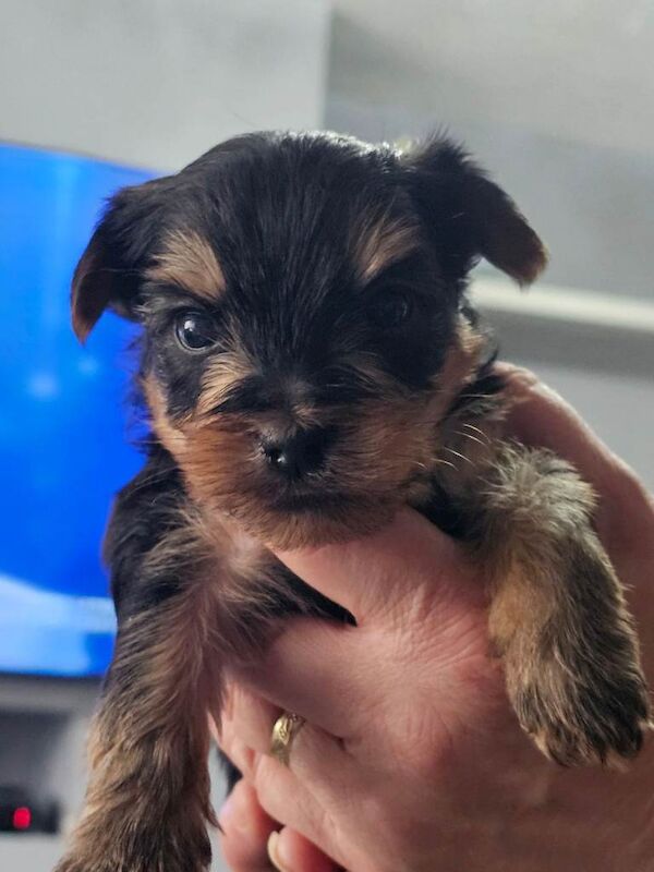 4 male Yorkshire terrier puppies for sale - Image 3 of 6