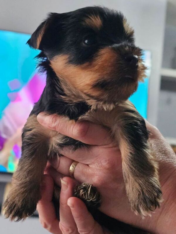 4 male Yorkshire terrier puppies for sale - Image 4 of 6