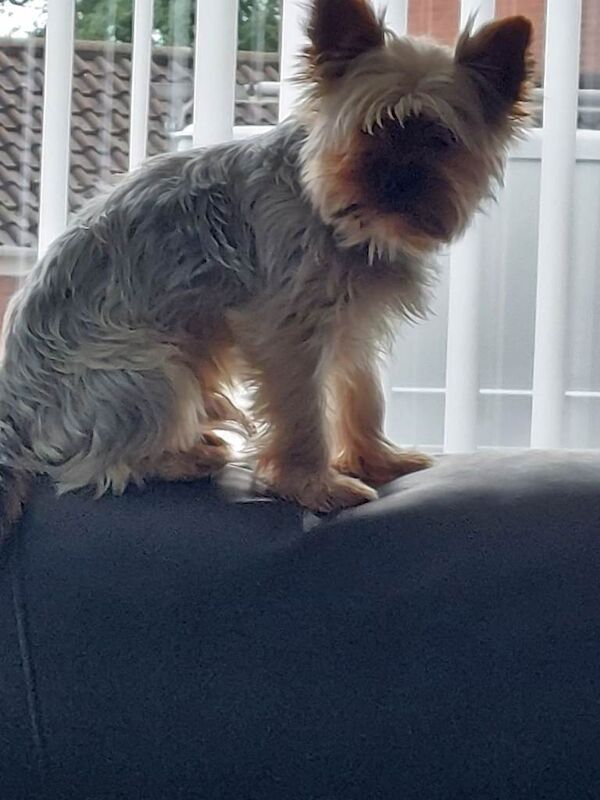 4 male Yorkshire terrier puppies for sale - Image 5 of 6