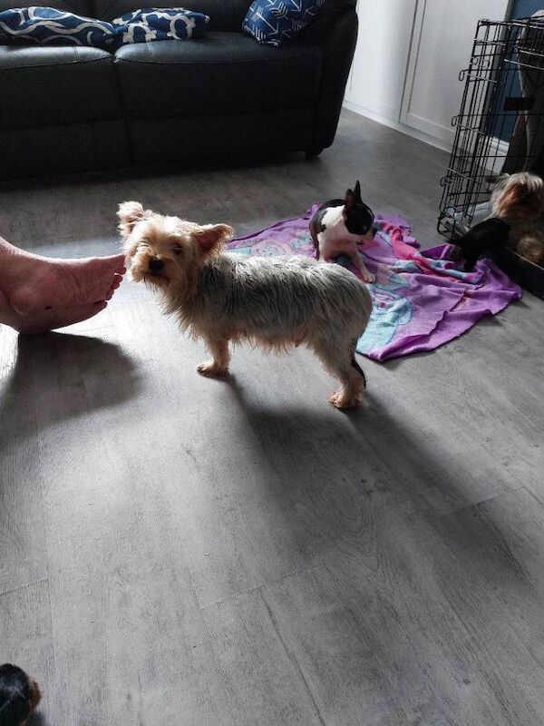 4 male Yorkshire terrier puppies for sale - Image 6 of 6