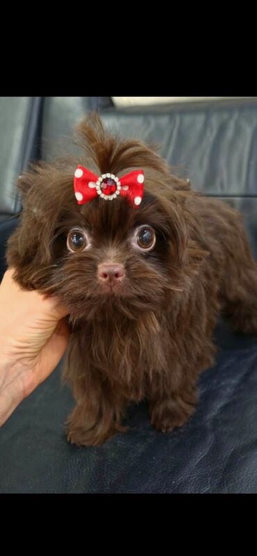4 month old Chocolate Yorkie Pup