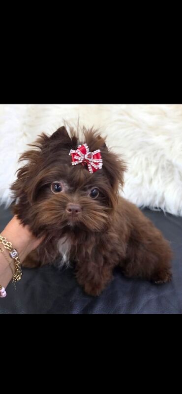 4 month old Chocolate Yorkie Pup - Image 2 of 4