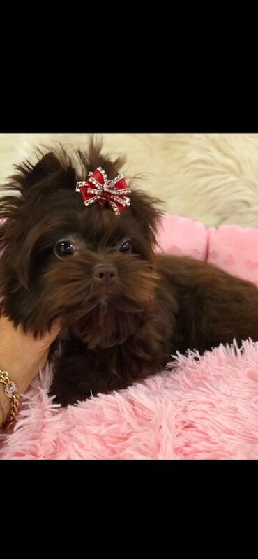 4 month old Chocolate Yorkie Pup - Image 3 of 4