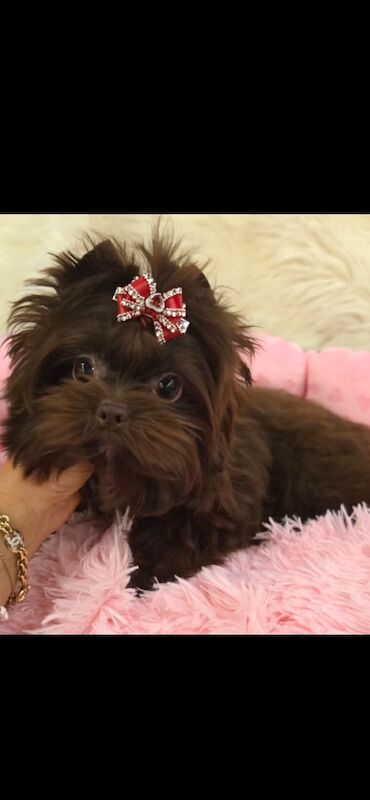 4 month old Chocolate Yorkie Pup - Image 4 of 4