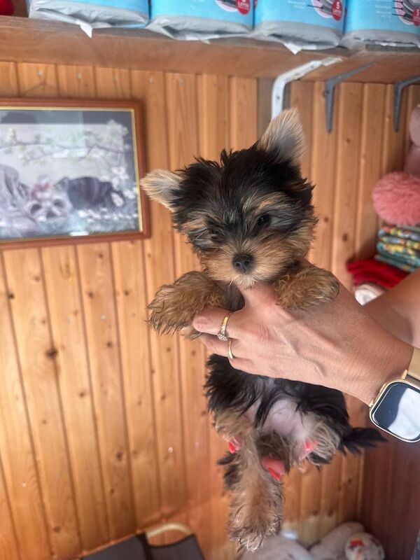 4 Pedigree Yorkshire Terriers Ready Now For Their Forever Homes
