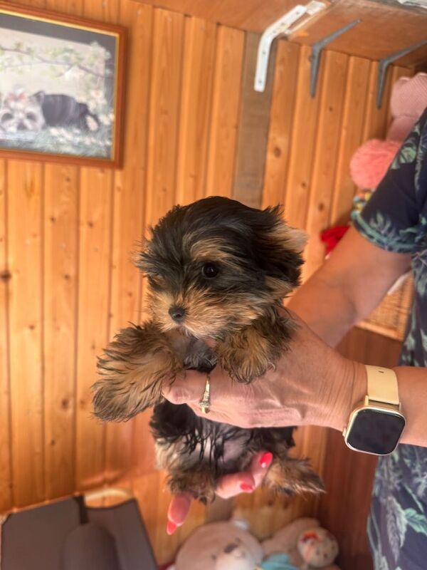 4 Pedigree Yorkshire Terriers Ready Now For Their Forever Homes - Image 2 of 6