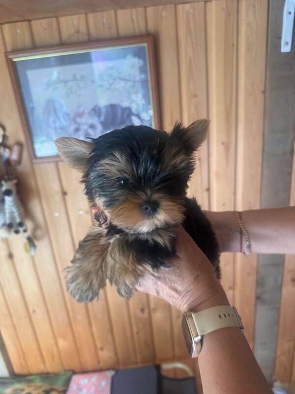 4 Pedigree Yorkshire Terriers Ready Now For Their Forever Homes - Image 3 of 6