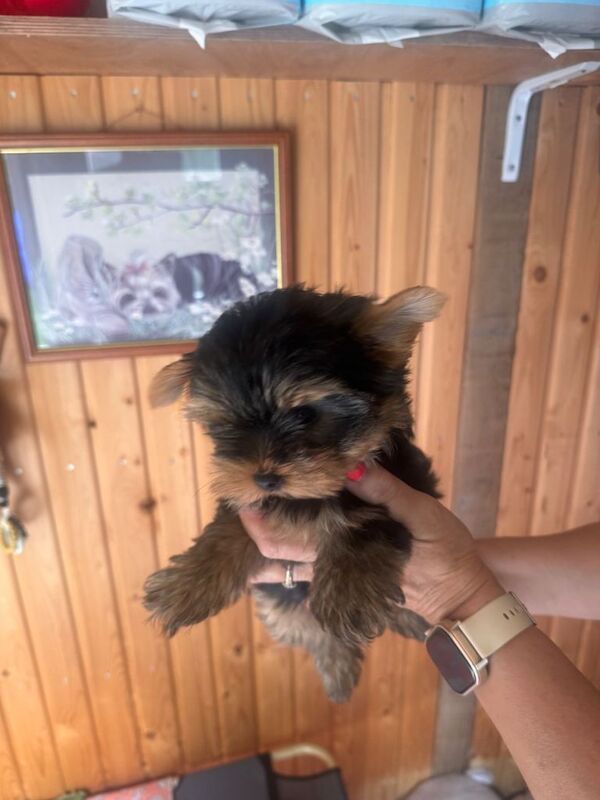 4 Pedigree Yorkshire Terriers Ready Now For Their Forever Homes - Image 4 of 6