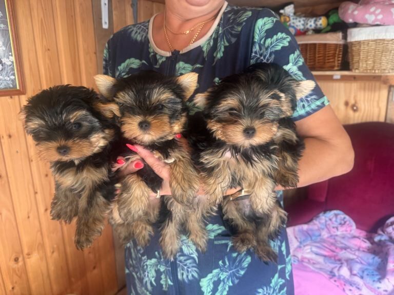 4 Pedigree Yorkshire Terriers Ready Now For Their Forever Homes - Image 5 of 6