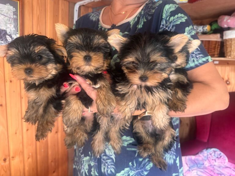 4 Pedigree Yorkshire Terriers Ready Now For Their Forever Homes - Image 6 of 6