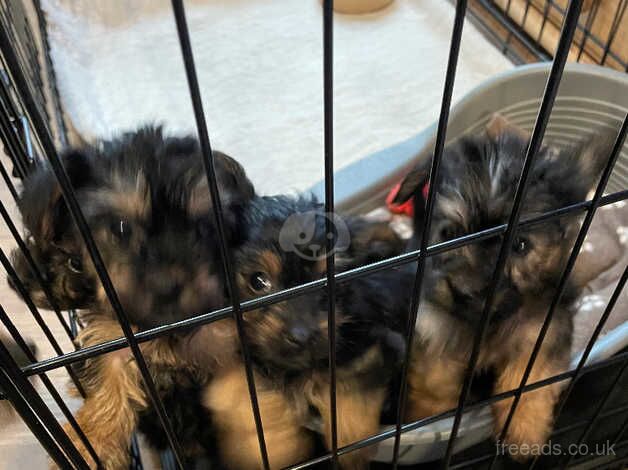 4 Yorkshire Terrier puppies for sale in Burton upon Trent, Staffordshire