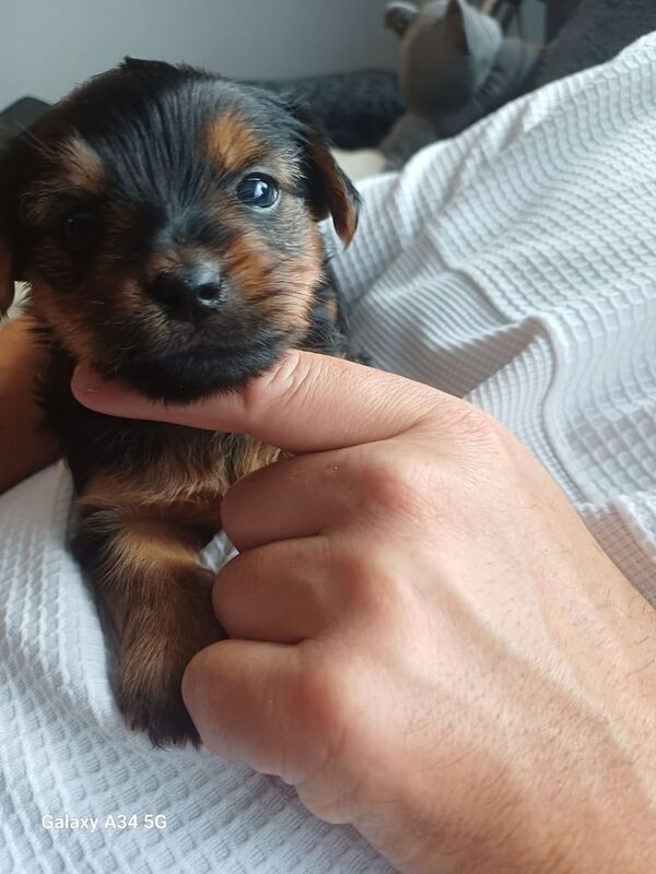 Yorkshire Terrier puppies for sale in Lisburn, County Down – 4 weeks old