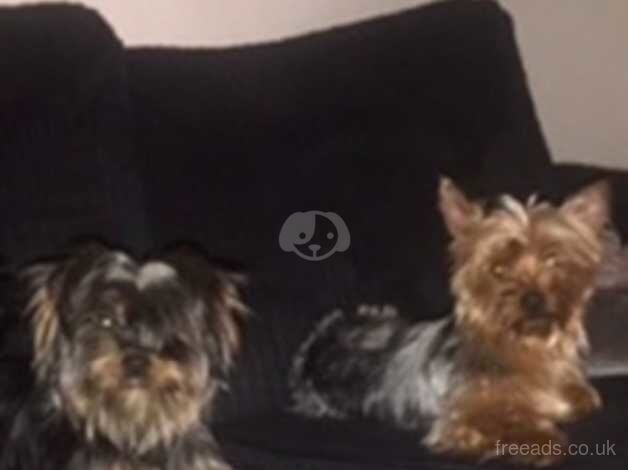 5 beautiful full pedigree yorkies for sale in Sheffield, South Yorkshire