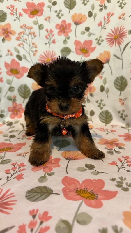 5 generation pedigree Yorkshire terrier pups for sale in Kirkby-in-Ashfield, Nottinghamshire