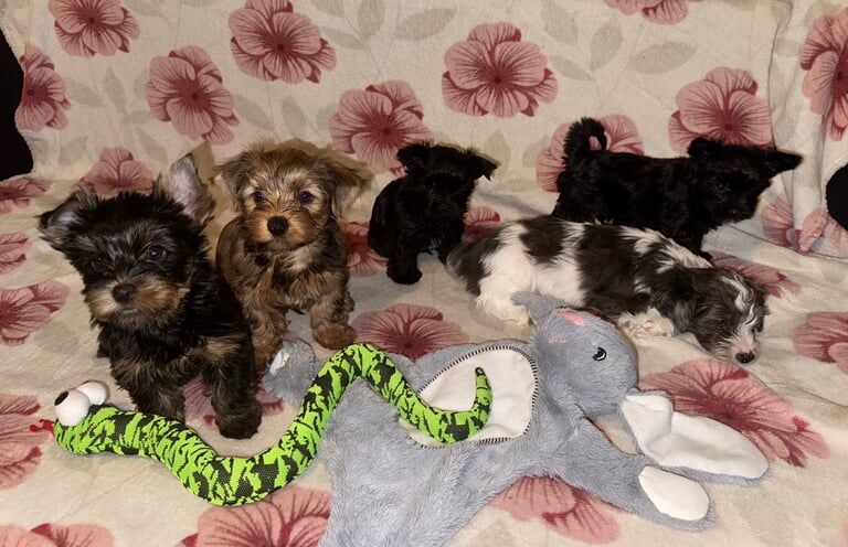 Yorkshire Terrier puppies for sale in Burton upon Trent, Staffordshire – 10 weeks old