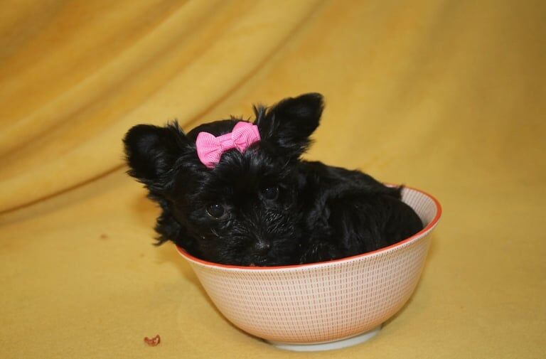 Yorkshire Terrier puppies for sale in Burton upon Trent, Staffordshire – 10 weeks old - Image 2 of 3