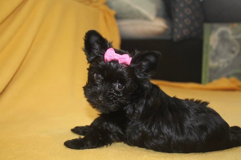 Yorkshire Terrier puppies for sale in Burton upon Trent, Staffordshire – 10 weeks old - Image 3 of 3