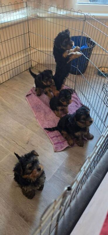 5 puppy 8 weeks old - Image 2 of 4