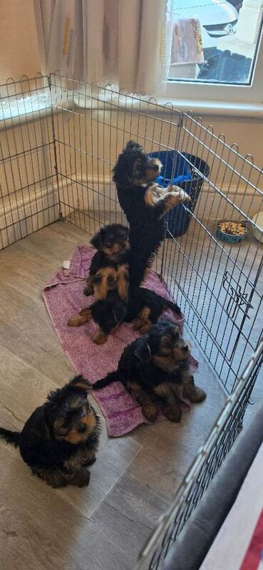 5 puppy 8 weeks old - Image 3 of 4